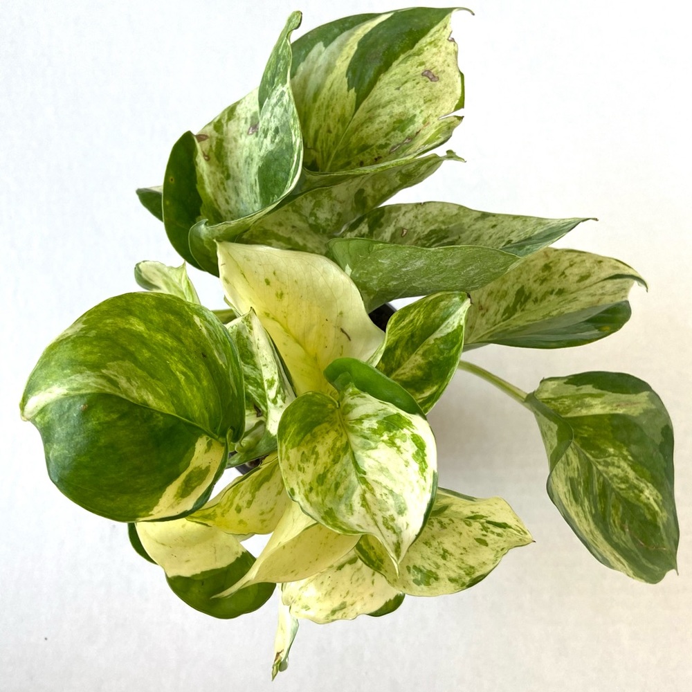 Manjula pothos 🌿💚 ‼️SOLD‼️